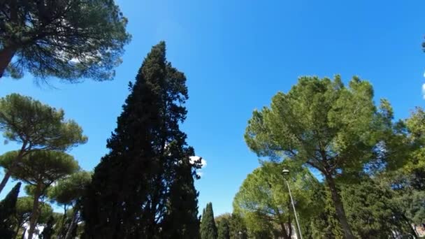 背の高い松のまっすぐな木と空を見上げるドリーショット. — ストック動画