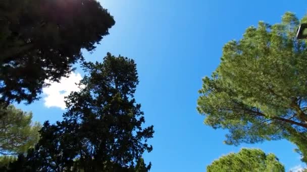 Dolly lövés felnézett magas fenyő egyenes fák és az ég. — Stock videók
