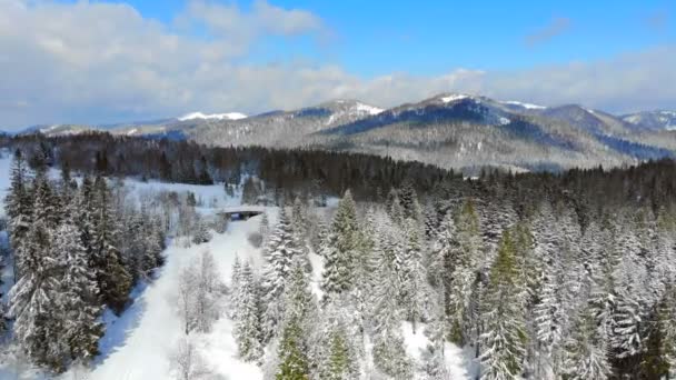 Panorama över bergskedjan med träd täckta med snö i soligt väder. Vinter utsikt över Karpaterna — Stockvideo