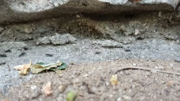 彼らが住んでいる岩の中のキャッシュを背景に素早く移動する黒いアリのコロニー — ストック動画
