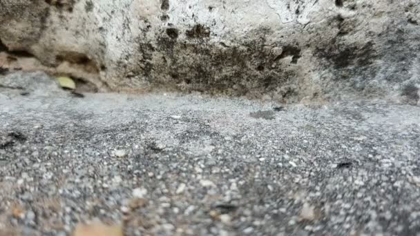 Eine Kolonie schwarzer Ameisen, die sich vor dem Hintergrund von Caches im Felsen, in dem sie leben, schnell fortbewegen — Stockvideo