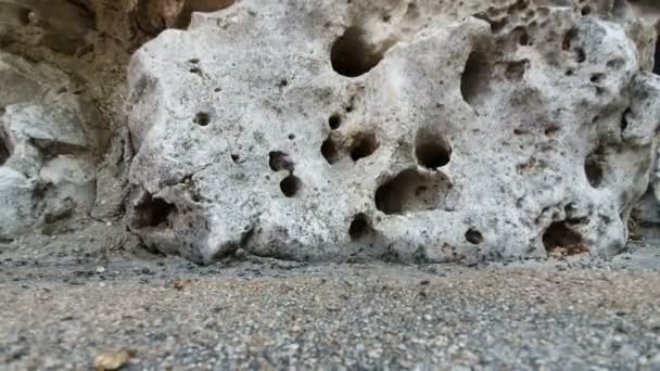 Una colonia de hormigas negras que se mueven rápidamente contra el telón de fondo de los alijos en la roca donde viven — Vídeos de Stock