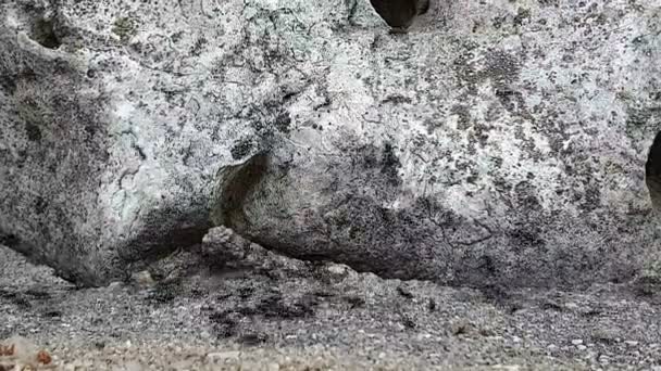 Een kolonie van zwarte mieren die snel bewegen tegen de achtergrond van de caches in de rots waar ze wonen — Stockvideo