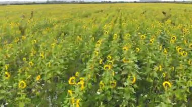 olgun ayçiçeği alanında uçan