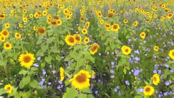 Alanda olgunlaşan ayçiçekleri üzerinde havadan düşük uçuş. — Stok video