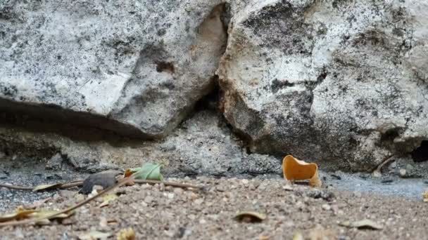 Una colonia de hormigas negras que se mueven rápidamente contra el telón de fondo de los alijos en la roca donde viven — Vídeo de stock