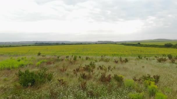 Вид с воздуха низкий полет над подсолнухами, которые созревают в поле . — стоковое видео