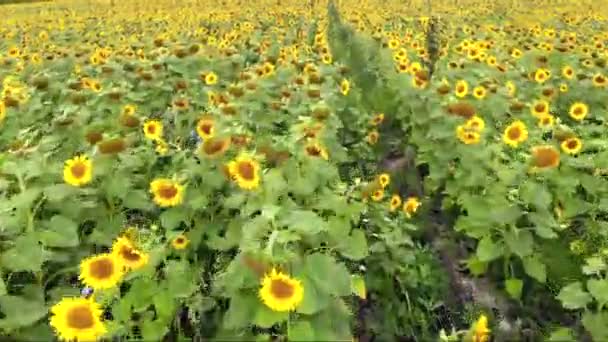 Fliegen über das Feld der reifen Sonnenblumen — Stockvideo