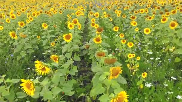 Luchtfoto lage vlucht over zonnebloemen die rijpen op het veld. — Stockvideo