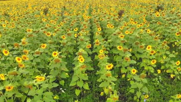 Vista aérea vuelo bajo sobre girasoles que maduran en el campo . — Vídeo de stock