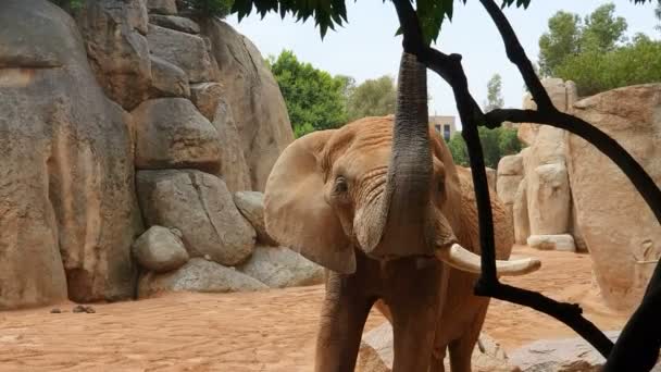 Elefante africano camina zoológico entre piedras grandes y rocas . — Vídeo de stock
