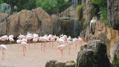Bir yaban hayatı Parkı'nda bir şelale tarafından pembe flamingolar büyük bir sürü.