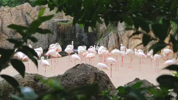 Un grand troupeau de flamants roses près d'une cascade dans un parc animalier .