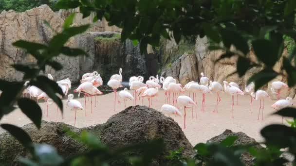 Um grande bando de flamingos cor de rosa por uma cachoeira em um parque de vida selvagem . — Vídeo de Stock