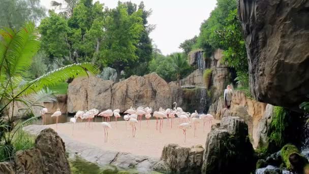 Um grande bando de flamingos cor de rosa por uma cachoeira em um parque de vida selvagem . — Vídeo de Stock