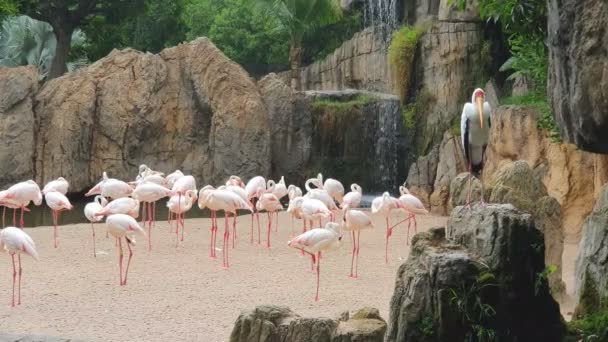 Een grote kudde roze flamingo's door een waterval in een wild Park. — Stockvideo