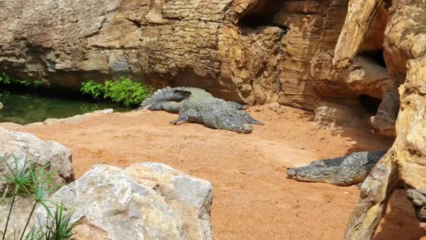 Δύο μεγάλοι κροκόδειλοι ξαπλώσετε στο καυτό χώμα ανάμεσα στα βράχια και να απολαύσετε τον ήλιο. — Αρχείο Βίντεο