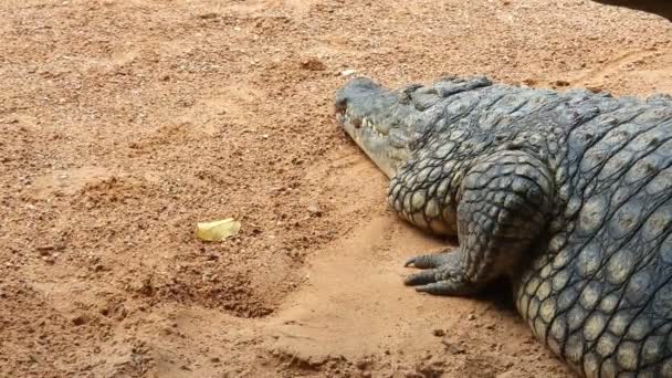 Великий крокодил крупним планом спить на світло-помаранчевій землі з дрібними каменями. Далі жовтий лист — стокове відео