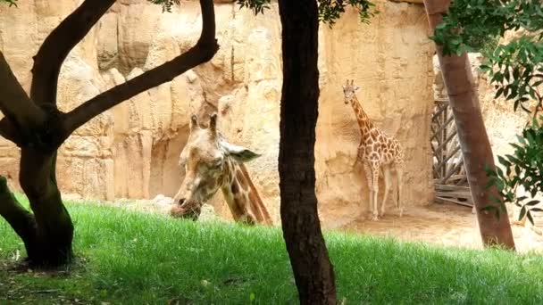 Två giraffer. En giraff äter grönt gräs från en kulle. — Stockvideo