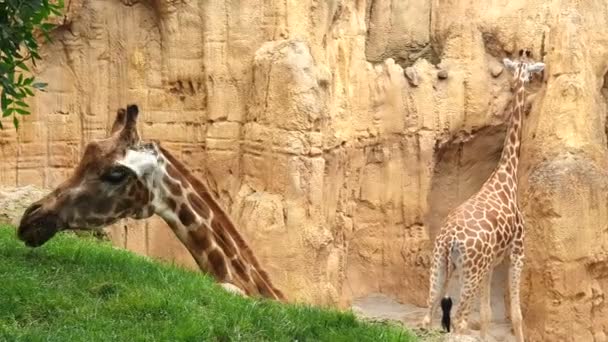 Due giraffe. Una giraffa che mangia erba verde da una collina . — Video Stock