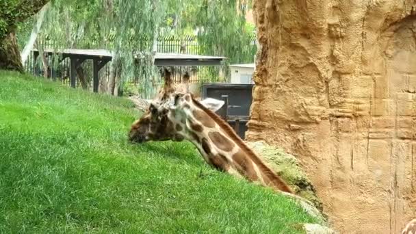Два жирафа. Жираф ест зеленую траву с холма . — стоковое видео