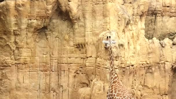Una jirafa lamiendo una pared de piedra en un día soleado — Vídeo de stock