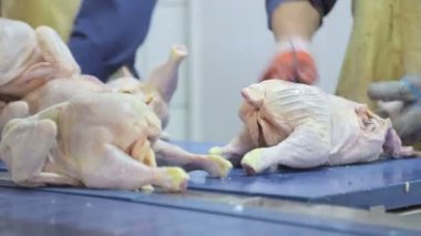 Şirketin bir çalışanı deboning tavuk yapar. Kaburgaile tavuk göğüsleri uyluk ayrılır. Tavuk paylaşmak El closeup
