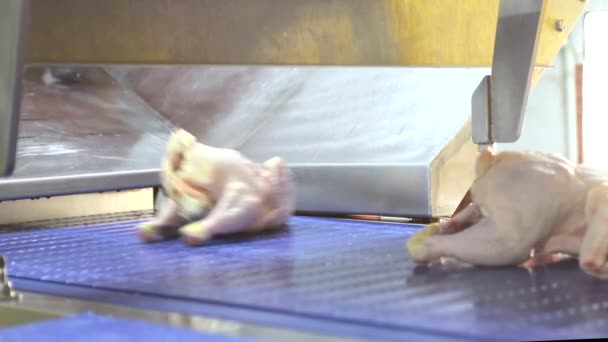 Сотрудник компании проводит обеззараживание цыплят. Куриные грудки с рёбрами отделены от бедер. Рука крупным планом, который делит курицу — стоковое видео