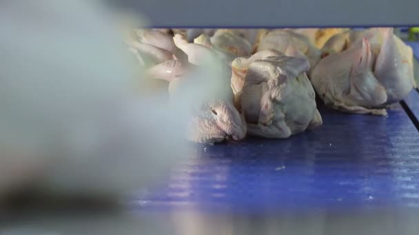 As galinhas caem na pista para distribuição entre os trabalhadores e desossa. Desossa de frango e separação de galinhas em partes . — Vídeo de Stock