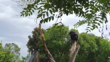 Büyük bir şelalenin arka planında vahşi yaşam parkında kuru bir sandık ta uyuyan siyah maymun.