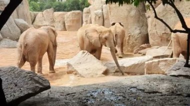 Afrika fili büyük taşlar ve kayalar arasında hayvanat bahçesi yürüyor.