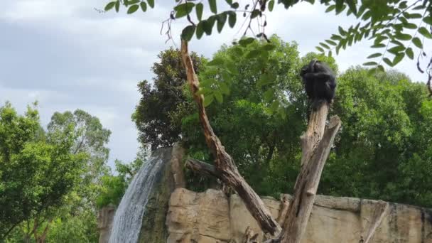 Schwarzer Affe, der auf einem trockenen Stamm in einem Wildpark vor der Kulisse eines großen Wasserfalls schläft. — Stockvideo