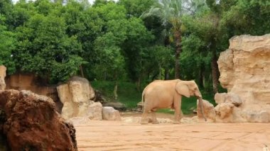 Afrika fili büyük taşlar ve kayalar arasında hayvanat bahçesi yürüyor.