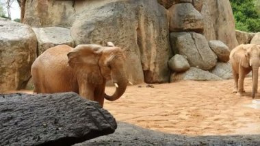 Afrika fili büyük taşlar ve kayalar arasında hayvanat bahçesi yürüyor.