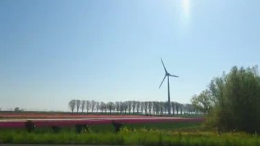 Hollanda'da lale ve modern yel değirmeni köstebek üzerinde araba penceresinden Gözlem