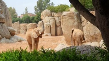 Afrika fili büyük taşlar ve kayalar arasında hayvanat bahçesi yürüyor.