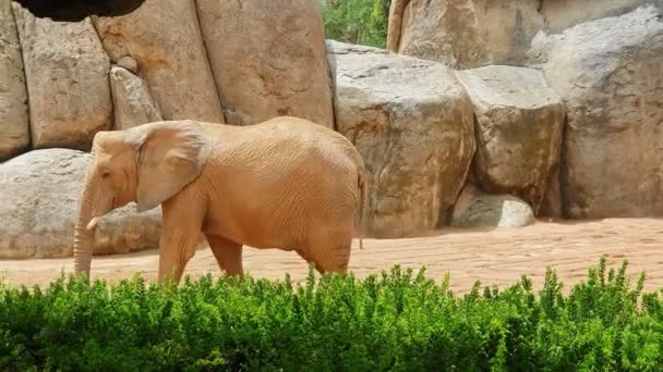 Éléphant d'Afrique marche zoo entre les grandes pierres et les rochers .