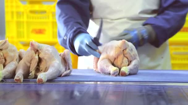 Um empregado da empresa conduz a desossar frango. Peitos de frango com costelas são separados das coxas. Closeup mão que compartilham o frango — Vídeo de Stock