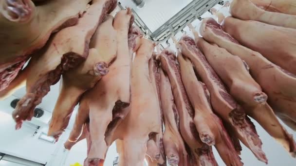 기업에서 돼지 시체의 수신 돼지 시체는 후크에 매달려 냉장고에 간다. — 비디오