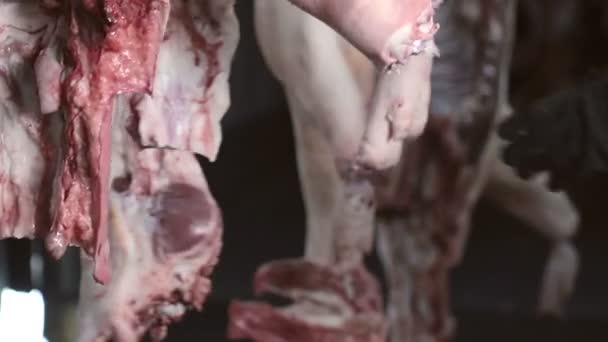 Trabalhador corta as partículas de carne da carcaça de porco — Vídeo de Stock