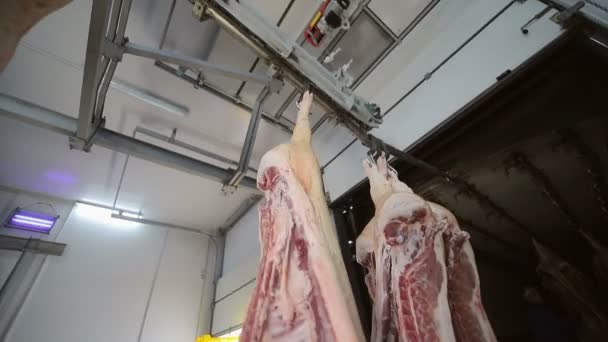 Прийом свинячих тушок на підприємстві Свиняча тушка висить на гачку і йде в холодильник . — стокове відео