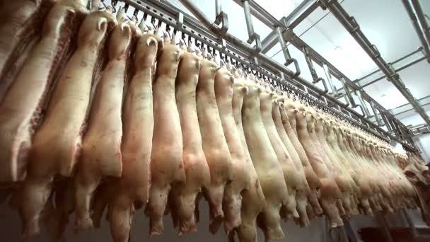 Carcasse de porc qui pend sur un crochet, pénètre dans le réfrigérateur sur les vols spéciaux. Beaucoup de carcasses de porc au réfrigérateur — Video