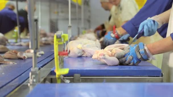 Kubny plan anställd på företaget tillbringar urbening kyckling. Klipper bitar av kyckling. Kycklingbröst med revben separeras från lår. Hand närbild som delar kycklingen — Stockvideo