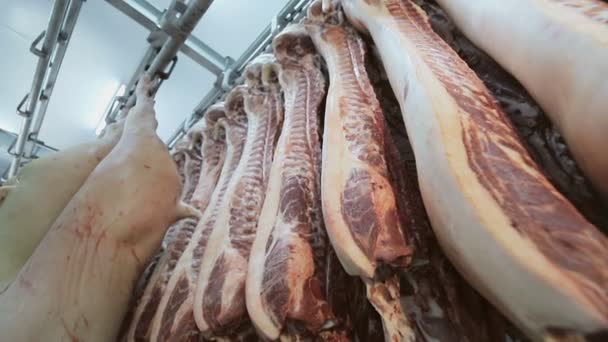 Karkassen van vers varkensvlees hangend aan haken in de koelkast. Langzame panorama-en camerabeweging. Een groot aantal karkassen van varkensvlees in de onderneming — Stockvideo