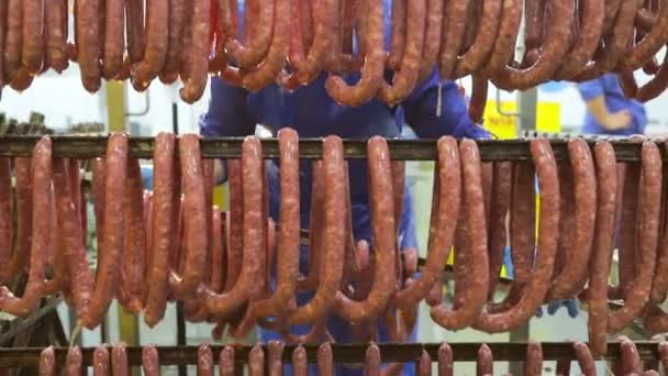 Production of small hunting sausages of wild boars. Workers strung small sausages on the shelves for further cooking in the oven. — Stock Video