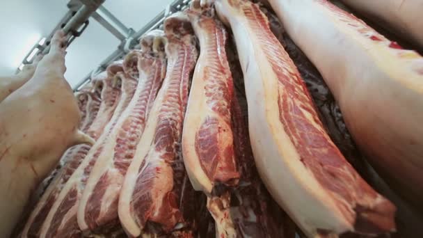 Carcaças de porco fresco penduradas em ganchos no refrigerador. Panorama lento e movimento da câmera. Um grande número de carcaças de carne de porco na empresa — Vídeo de Stock