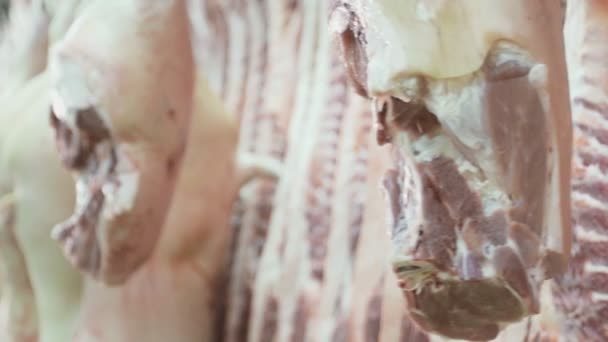 Une carcasse de porc qui pend dans le congélateur et vacille . — Video