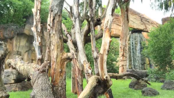 Two monkeys in a wildlife Park sit on a tree in the rain — Stock Video