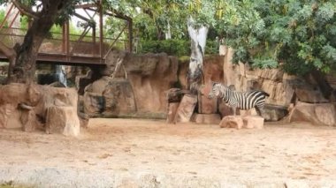 Zebralar vahşi yaşam parkında kumlu topraklarda yürür.