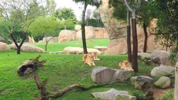 Los tigres descansan en un prado verde en el poru del lago. Fabuloso lugar — Vídeos de Stock